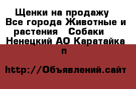 Щенки на продажу - Все города Животные и растения » Собаки   . Ненецкий АО,Каратайка п.